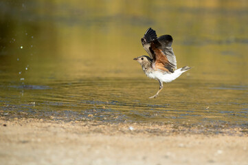 Young collared pratincole in a wetland in the center of the Iberian Peninsula with the last lights...