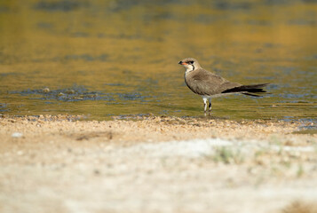 Collared pratincole in a lagoon in central Spain with the last lights of the afternoon of a hot summer day