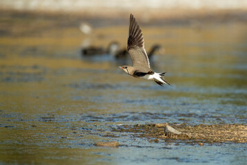 Adult collared pratincole flying in the last light of the afternoon in a wetland in central Spain