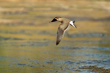 Adult collared pratincole flying in the last light of the afternoon in a wetland in central Spain