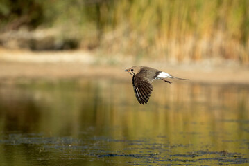 Adult collared pratincole flying in a wetland in central Spain in the last light of the afternoon