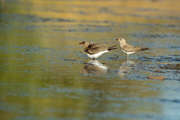 Collared pratincole in a lagoon in central Spain with the last lights of the afternoon of a hot summer day