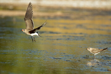 Adult collared pratincole flying in a wetland in central Spain in the last light of the afternoon