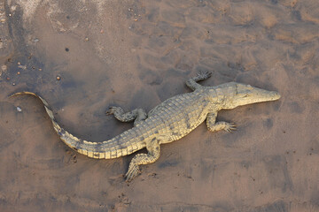 Nilkrokodil / Nile Crocodile / Crocodylus Niloticus