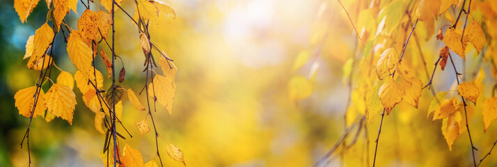 Autumn background of yellow birch leaves on a tree in sunny weather