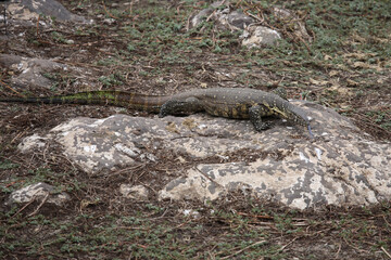 Nilwaran / Nile Monitor / Varanus niloticus