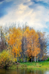 Autumn landscape with yellow birch trees near the river and a picturesque sky, the trees are reflected in the water of the river