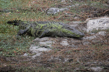 Nilwaran / Nile Monitor / Varanus niloticus