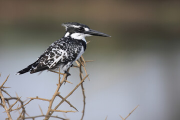 Graufischer / Pied Kingfisher / Ceryle rudis