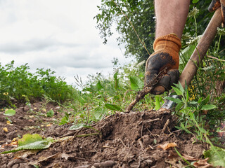 Obraz premium Horseradish roots are dug out of the ground with a shovel. Medicinal plants.