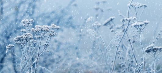 Winter snowfall in the garden. Winter background with frost-covered plants. Thickets of dry grass during snowfall.