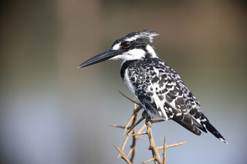 Graufischer / Pied Kingfisher / Ceryle rudis