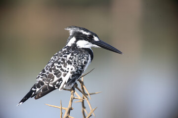 Graufischer / Pied Kingfisher / Ceryle rudis