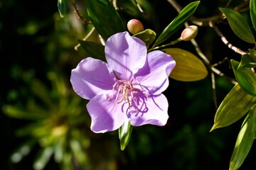 Fototapeta na wymiar Purple orchid on a green background. Purple flower bathing in sunlight in springtime.