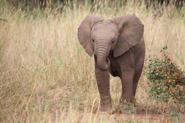 Fototapeta premium Afrikanischer Elefant / African elephant / Loxodonta africana