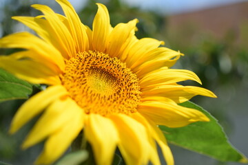 Sunflower grows in a field in Sunny weather