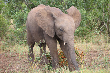 Fototapeta premium Afrikanischer Elefant / African elephant / Loxodonta africana