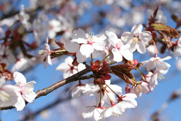 Branch of blossoming sakura against the blue sky background. Closeup.