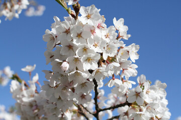 Branch of blossoming sakura against the blue sky background. Closeup.