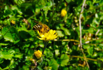 A yellow dandelion grows against the thick, green grass. A single bee sits on it, gathering pollen. She has a ball of pollen in her paws.