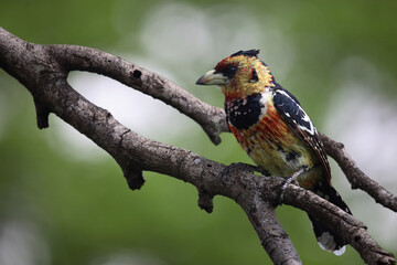 Haubenbartvogel oder Schwarzrücken-Bartvogel / Crested barbet / Trachyphonus vaillantii