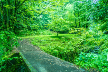 Fototapeta na wymiar 山奥の緑の道と1本の木