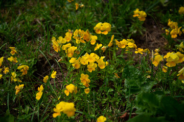 Closeup of yellow Cosmos flower on blurred green background under sunlight with copy space using as background natural flora landscape, ecology cover page concept.