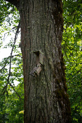 An old mossy and broken birdcage nailed to a mossy tree trunk.