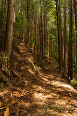 Obraz premium 山中へ続く林道