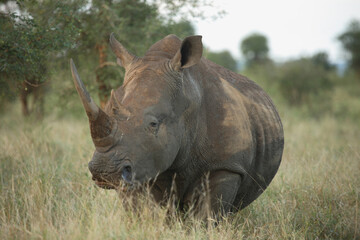 Obraz premium Breitmaulnashorn / Square-lipped Rhinoceros / Ceratotherium Simum