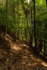 Foto op Plexiglas 山中へ続く林道 © planas