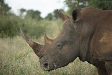 Naklejka premium Breitmaulnashorn / Square-lipped Rhinoceros / Ceratotherium Simum