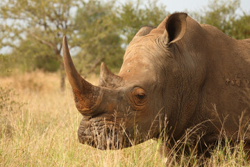 Obraz premium Breitmaulnashorn / Square-lipped Rhinoceros / Ceratotherium Simum