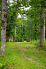 tourist trail in forest in summer with yellow fallen leaves on the pathway