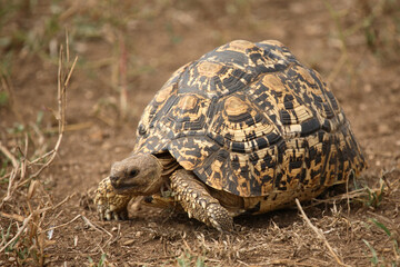 Leopardenschildkröte / Leopard Tortoise / Geochelone pardalis