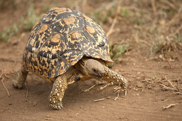 Leopardenschildkröte / Leopard Tortoise / Geochelone pardalis