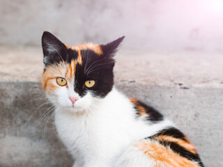Tricolor cat sitting on concrete steps