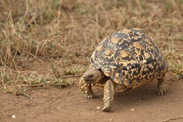 Leopardenschildkröte / Leopard Tortoise / Geochelone pardalis