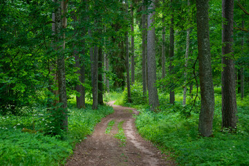 Obraz premium narrow tourist hiking trail in forest. footpath for nature adventures in to the wild