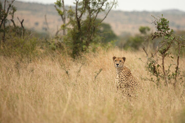 Gepard / Cheetah / Acinonyx jubatus © Ludwig