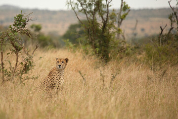 Gepard / Cheetah / Acinonyx jubatus © Ludwig