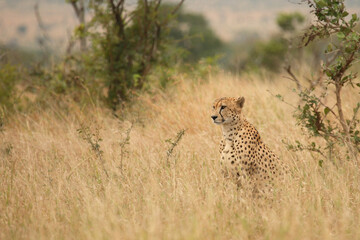 Gepard / Cheetah / Acinonyx jubatus © Ludwig