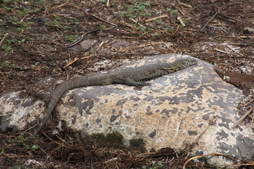 Nilwaran / Nile Monitor / Varanus niloticus