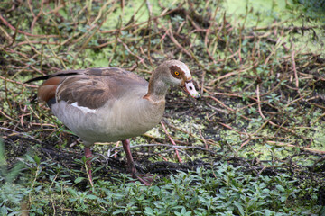 Nilgans / Egyptian Goose / Alopochen aegyptiacus..