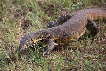 Nilwaran / Nile Monitor / Varanus niloticus