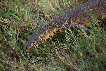 Nilwaran / Nile Monitor / Varanus niloticus