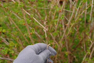 The farmer holds a dry branch of a shrub in his hand to cut it further.