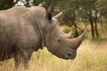 Foto op Plexiglas Breitmaulnashorn / Square-lipped Rhinoceros / Ceratotherium Simum © Ludwig