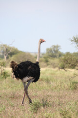 Naklejka premium Strauß / Ostrich / Struthio camelus