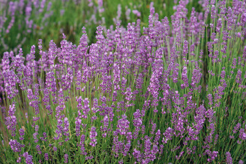 Fototapeta premium Beautiful Blooming Lavender Flowers. Ukraine. France. România